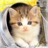 скачать Разные аватарки